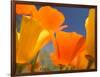 Poppies in Spring Bloom, Lancaster, California, USA-Terry Eggers-Framed Photographic Print