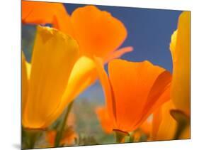 Poppies in Spring Bloom, Lancaster, California, USA-Terry Eggers-Mounted Photographic Print