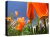 Poppies in Spring Bloom, Lancaster, California, USA-Terry Eggers-Stretched Canvas