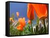 Poppies in Spring Bloom, Lancaster, California, USA-Terry Eggers-Framed Stretched Canvas