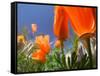 Poppies in Spring Bloom, Lancaster, California, USA-Terry Eggers-Framed Stretched Canvas