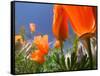 Poppies in Spring Bloom, Lancaster, California, USA-Terry Eggers-Framed Stretched Canvas