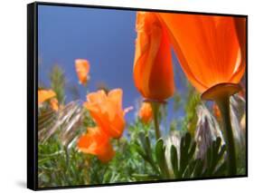 Poppies in Spring Bloom, Lancaster, California, USA-Terry Eggers-Framed Stretched Canvas