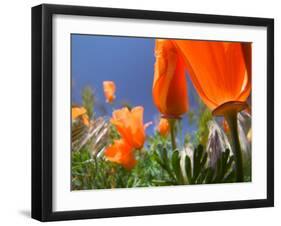 Poppies in Spring Bloom, Lancaster, California, USA-Terry Eggers-Framed Premium Photographic Print