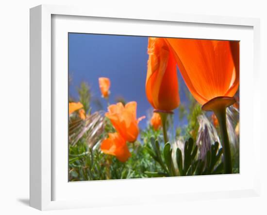 Poppies in Spring Bloom, Lancaster, California, USA-Terry Eggers-Framed Premium Photographic Print