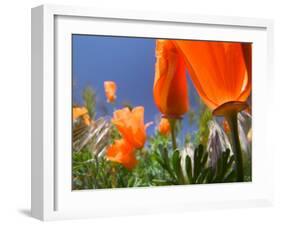 Poppies in Spring Bloom, Lancaster, California, USA-Terry Eggers-Framed Premium Photographic Print