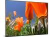 Poppies in Spring Bloom, Lancaster, California, USA-Terry Eggers-Mounted Premium Photographic Print