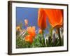 Poppies in Spring Bloom, Lancaster, California, USA-Terry Eggers-Framed Photographic Print