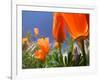 Poppies in Spring Bloom, Lancaster, California, USA-Terry Eggers-Framed Photographic Print