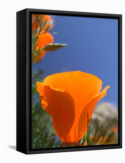 Poppies in Spring Bloom, Lancaster, California, USA-Terry Eggers-Framed Stretched Canvas