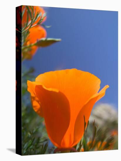 Poppies in Spring Bloom, Lancaster, California, USA-Terry Eggers-Stretched Canvas