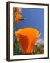 Poppies in Spring Bloom, Lancaster, California, USA-Terry Eggers-Framed Premium Photographic Print