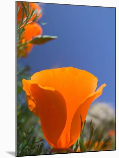 Poppies in Spring Bloom, Lancaster, California, USA-Terry Eggers-Mounted Premium Photographic Print