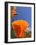 Poppies in Spring Bloom, Lancaster, California, USA-Terry Eggers-Framed Photographic Print