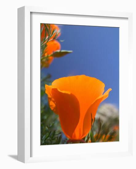 Poppies in Spring Bloom, Lancaster, California, USA-Terry Eggers-Framed Photographic Print