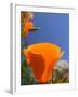 Poppies in Spring Bloom, Lancaster, California, USA-Terry Eggers-Framed Photographic Print