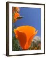 Poppies in Spring Bloom, Lancaster, California, USA-Terry Eggers-Framed Photographic Print