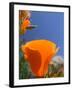 Poppies in Spring Bloom, Lancaster, California, USA-Terry Eggers-Framed Photographic Print