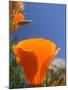 Poppies in Spring Bloom, Lancaster, California, USA-Terry Eggers-Mounted Photographic Print