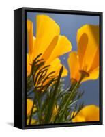 Poppies in Spring Bloom, Lancaster, California, USA-Terry Eggers-Framed Stretched Canvas