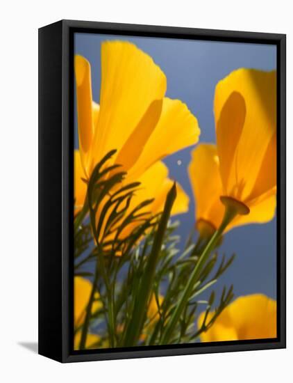 Poppies in Spring Bloom, Lancaster, California, USA-Terry Eggers-Framed Stretched Canvas