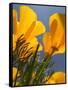 Poppies in Spring Bloom, Lancaster, California, USA-Terry Eggers-Framed Stretched Canvas