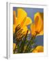 Poppies in Spring Bloom, Lancaster, California, USA-Terry Eggers-Framed Premium Photographic Print