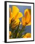 Poppies in Spring Bloom, Lancaster, California, USA-Terry Eggers-Framed Premium Photographic Print