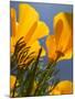 Poppies in Spring Bloom, Lancaster, California, USA-Terry Eggers-Mounted Premium Photographic Print