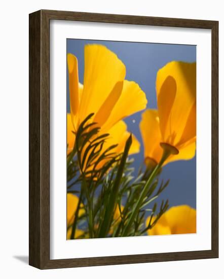 Poppies in Spring Bloom, Lancaster, California, USA-Terry Eggers-Framed Photographic Print