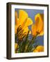 Poppies in Spring Bloom, Lancaster, California, USA-Terry Eggers-Framed Photographic Print