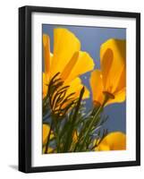 Poppies in Spring Bloom, Lancaster, California, USA-Terry Eggers-Framed Photographic Print