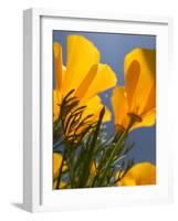 Poppies in Spring Bloom, Lancaster, California, USA-Terry Eggers-Framed Photographic Print