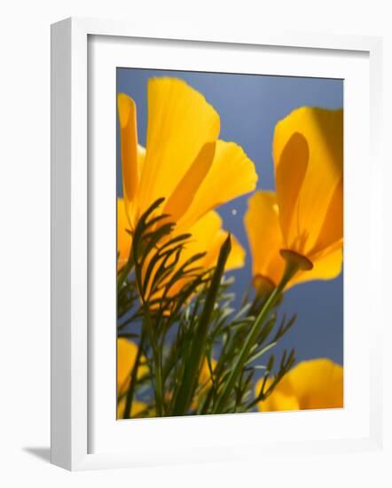 Poppies in Spring Bloom, Lancaster, California, USA-Terry Eggers-Framed Photographic Print