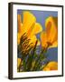 Poppies in Spring Bloom, Lancaster, California, USA-Terry Eggers-Framed Photographic Print