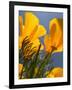 Poppies in Spring Bloom, Lancaster, California, USA-Terry Eggers-Framed Photographic Print