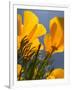 Poppies in Spring Bloom, Lancaster, California, USA-Terry Eggers-Framed Photographic Print