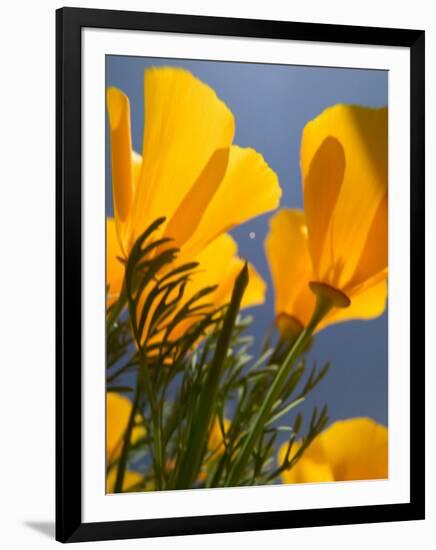 Poppies in Spring Bloom, Lancaster, California, USA-Terry Eggers-Framed Photographic Print