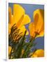 Poppies in Spring Bloom, Lancaster, California, USA-Terry Eggers-Framed Photographic Print