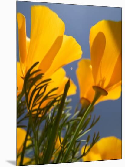 Poppies in Spring Bloom, Lancaster, California, USA-Terry Eggers-Mounted Photographic Print