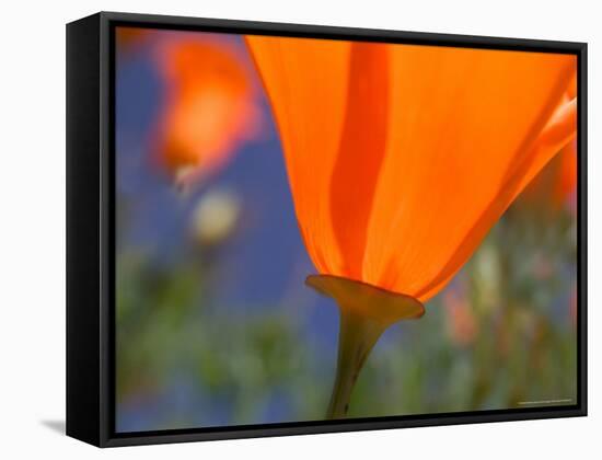 Poppies in Spring Bloom, Lancaster, California, USA-Terry Eggers-Framed Stretched Canvas