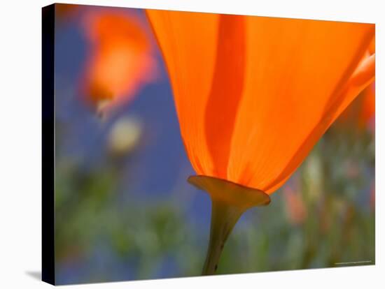 Poppies in Spring Bloom, Lancaster, California, USA-Terry Eggers-Stretched Canvas