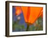 Poppies in Spring Bloom, Lancaster, California, USA-Terry Eggers-Framed Premium Photographic Print