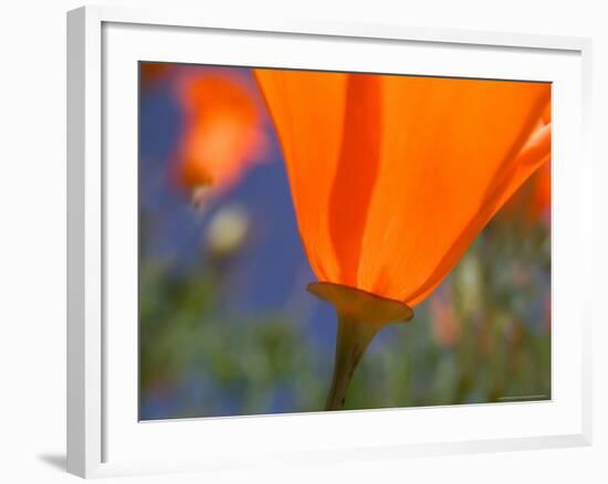 Poppies in Spring Bloom, Lancaster, California, USA-Terry Eggers-Framed Photographic Print