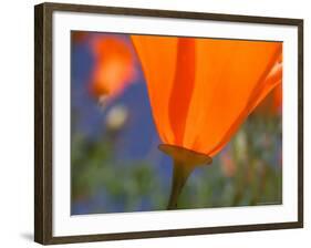 Poppies in Spring Bloom, Lancaster, California, USA-Terry Eggers-Framed Photographic Print