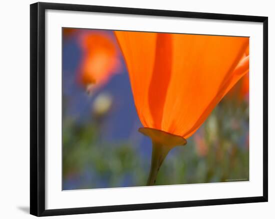 Poppies in Spring Bloom, Lancaster, California, USA-Terry Eggers-Framed Photographic Print