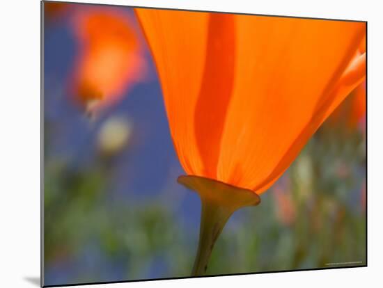 Poppies in Spring Bloom, Lancaster, California, USA-Terry Eggers-Mounted Photographic Print