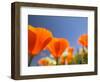 Poppies in Spring Bloom, Lancaster, California, USA-Terry Eggers-Framed Photographic Print