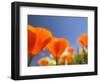 Poppies in Spring Bloom, Lancaster, California, USA-Terry Eggers-Framed Photographic Print