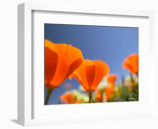 Poppies in Spring Bloom, Lancaster, California, USA-Terry Eggers-Framed Photographic Print